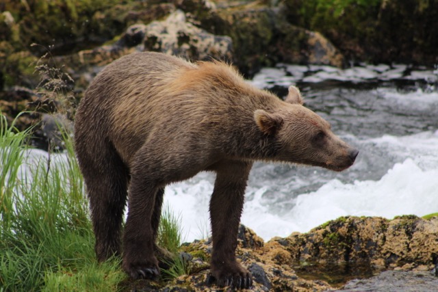 Today we saw Kodiak bears... up close! 